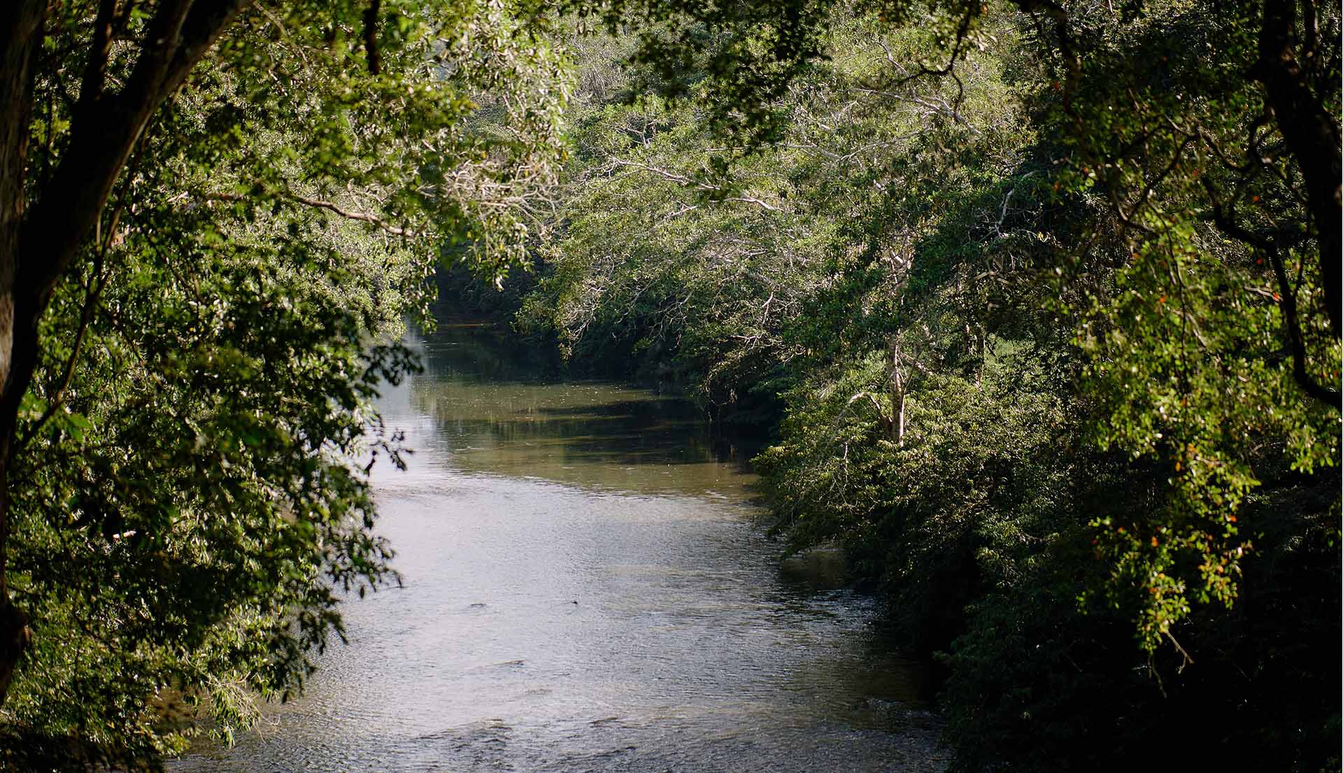 A serene river winding through lush greenery.