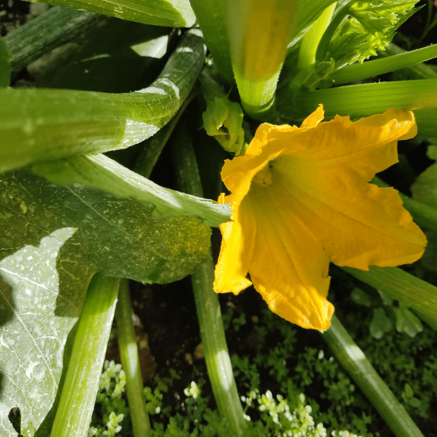 A vibrant yellow zucchini flower blooms among green leaves and stems.
