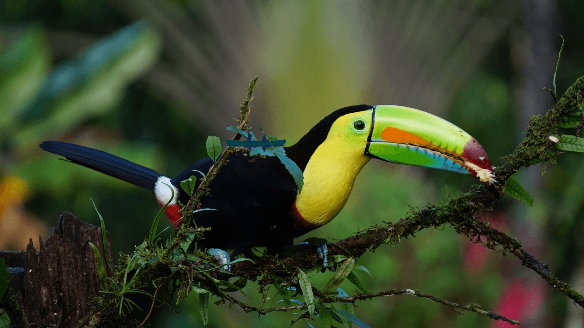 A colorful toucan perched on a moss-covered branch.