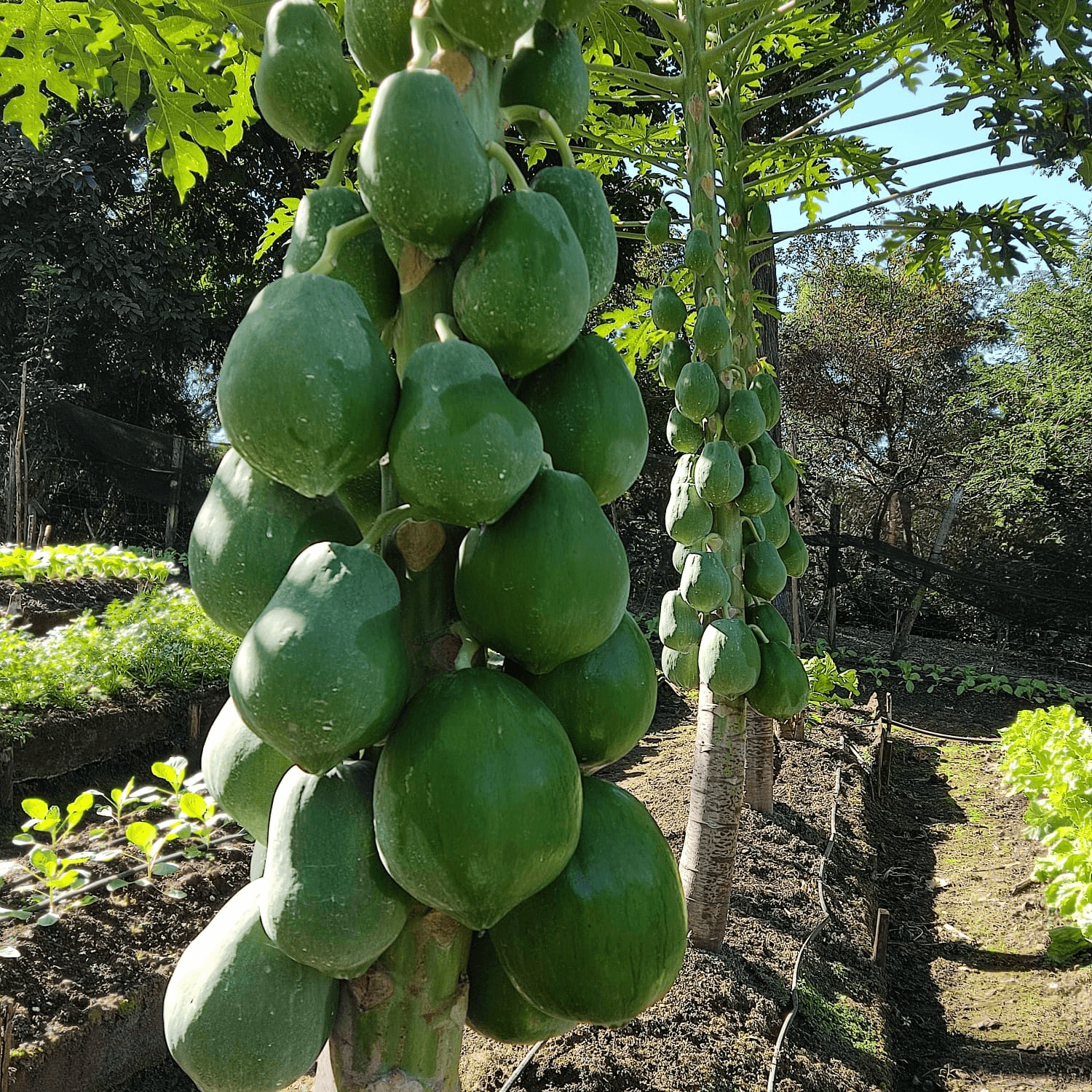 Clusters of green papayas growing on tall, slender trees in a garden.