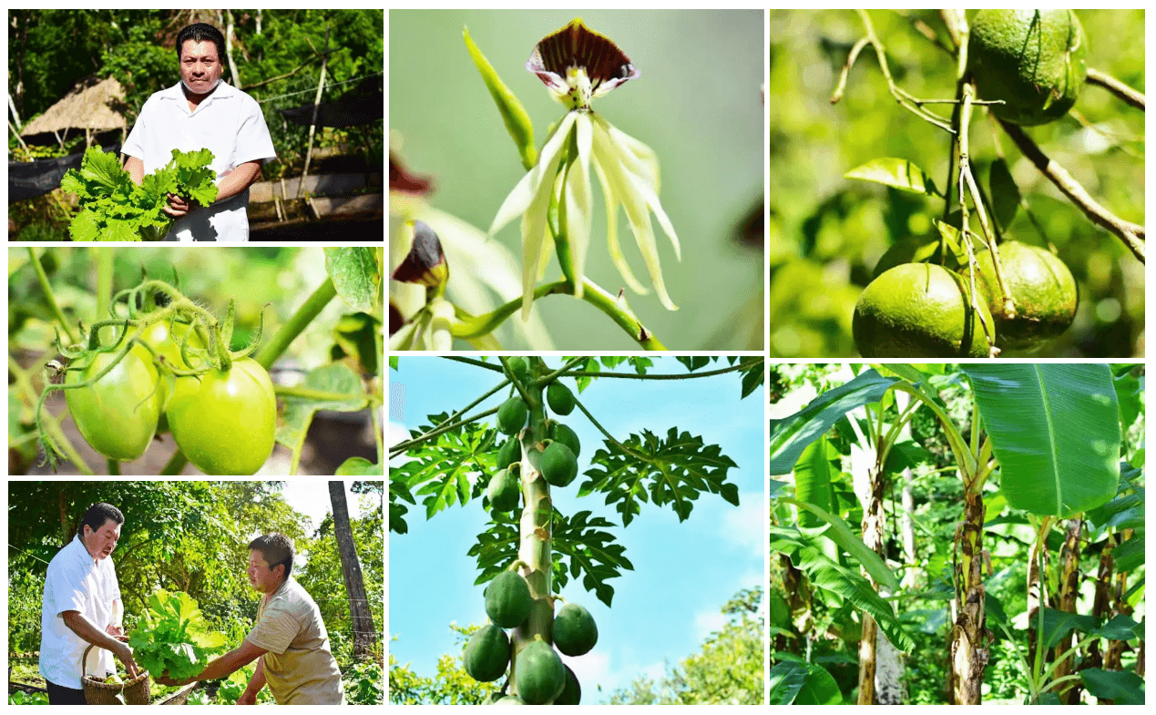 A collage of individuals working in a vibrant garden, showcasing various vegetables, fruits, and plants in a lush, green environment.