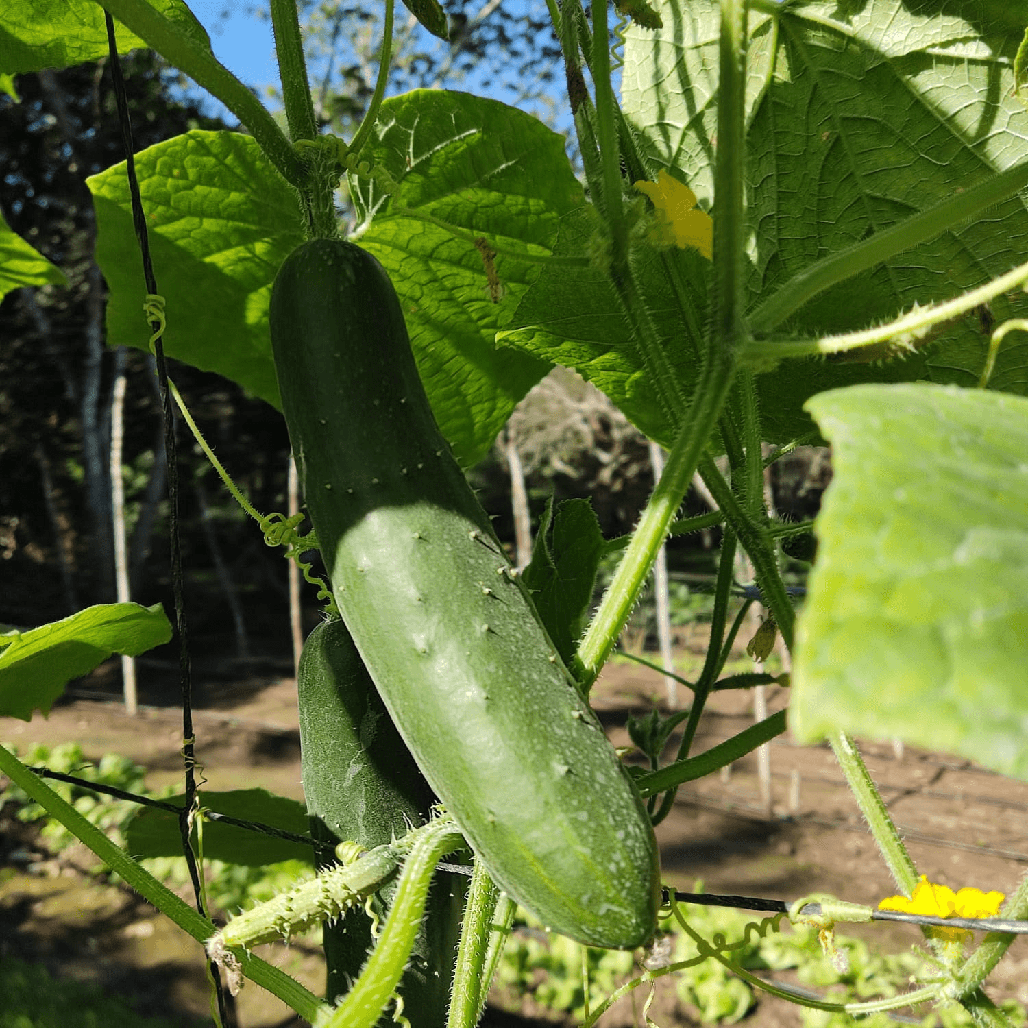 A close-up of two cucumbers growing among green leaves in a garden.