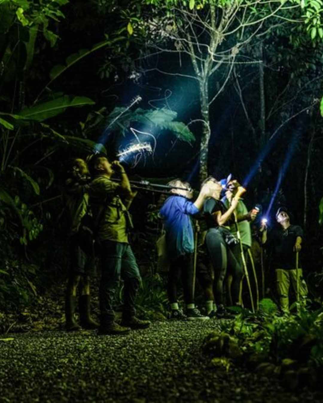 A group of people exploring a rainforest at night, using flashlights to observe the trees above.