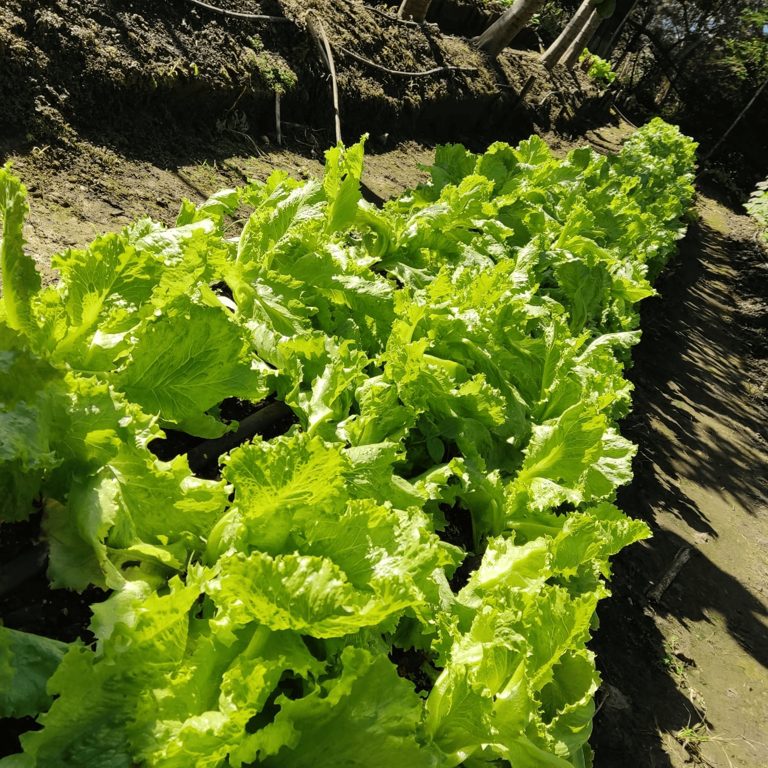 A row of vibrant green lettuce plants growing in a garden.