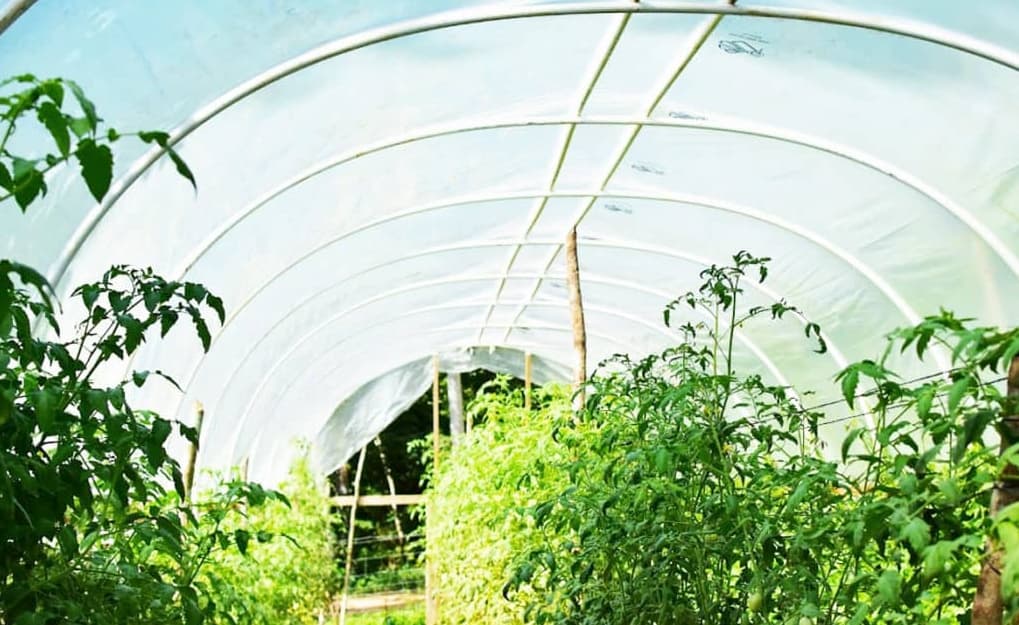 Inside a greenhouse with vibrant green tomato plants.