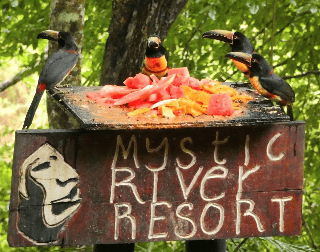 Four toucans perched on a feeding table topped with fruit in front of a sign that reads "Mystic River Resort."