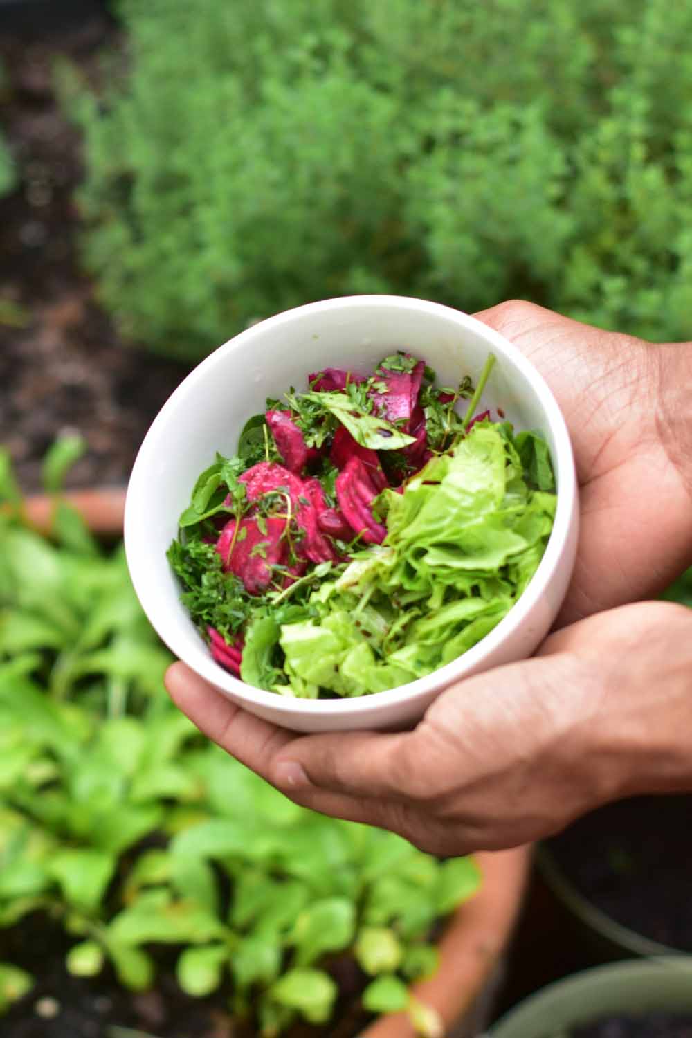 A hand holds a white bowl filled with a mix of fresh greens and purple leaves.