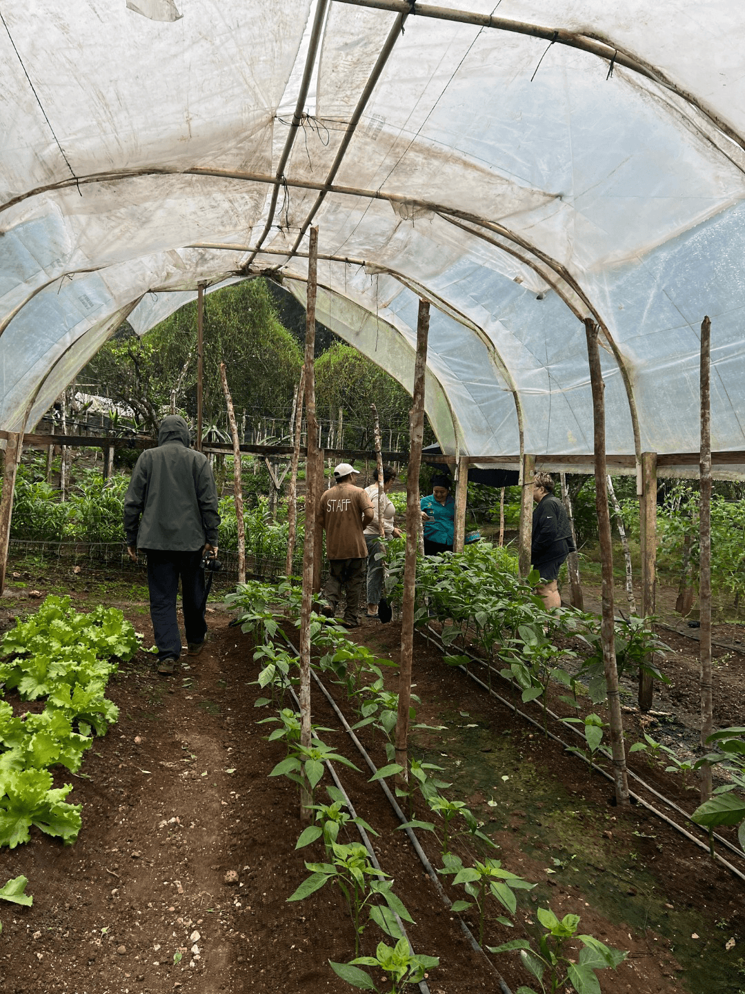 A group of people walks through a greenhouse filled with growing plants.
