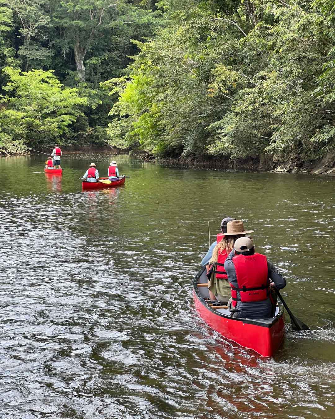 A group of people in red canoes paddles down a river surrounded by lush greenery.